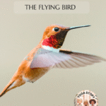 A flying colorful bird